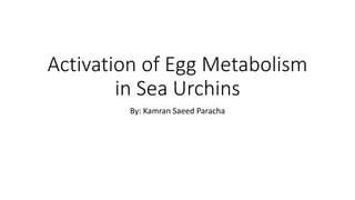 Activation of Egg Metabolism
in Sea Urchins
By: Kamran Saeed Paracha
 