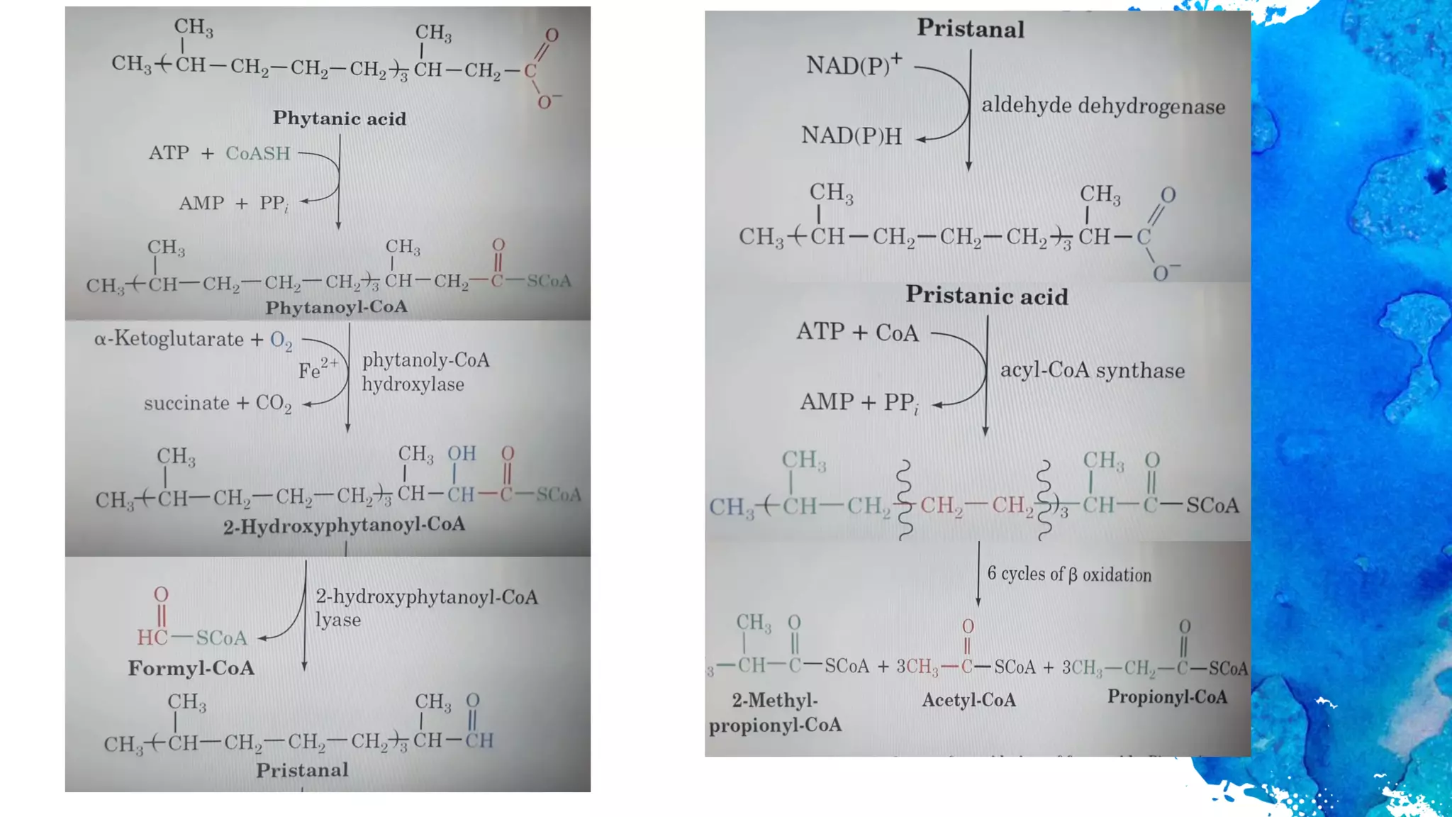 lipid metabolism (Activation of fatty acid ,oxidation of fatty acids) | PDF