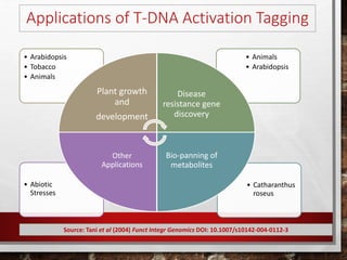 Activation tagging in plants | PPTX