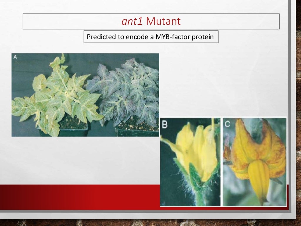 Activation tagging in plants