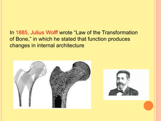 In 1885, Julius Wolff wrote “Law of the Transformation
of Bone,” in which he stated that function produces
changes in internal architecture
 
