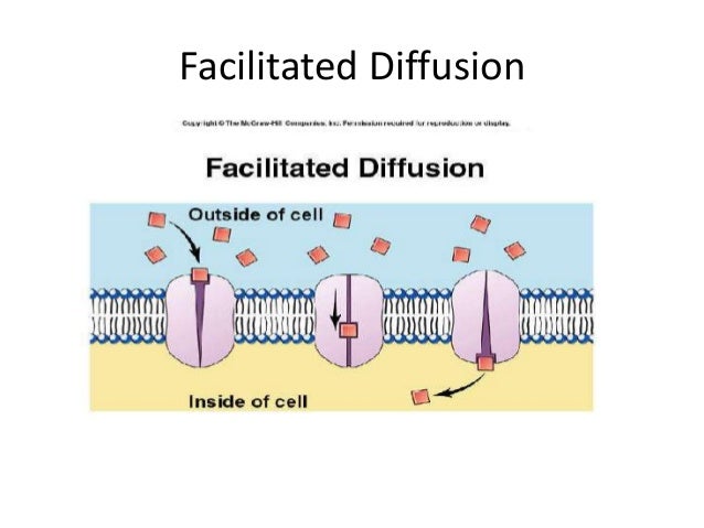 Active passive transport