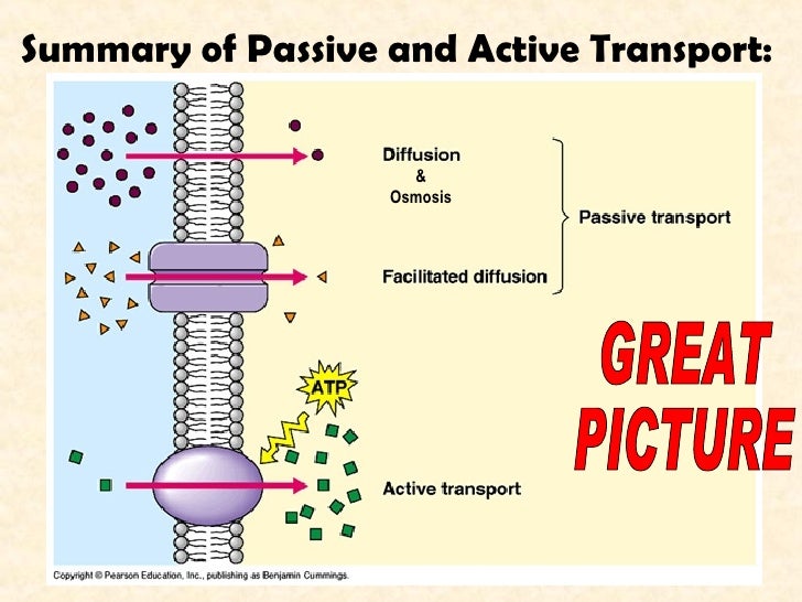 Passive Transport Worksheet Answers