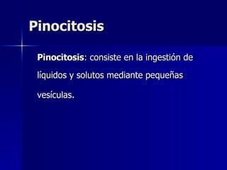 Pinocitosis Pinocitosis : consiste en la ingestión de líquidos y solutos mediante pequeñas vesículas .  