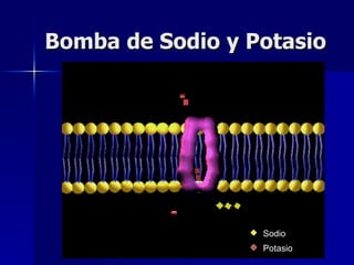 Bomba de Sodio y Potasio Sodio Potasio 