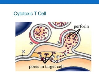 Perforin Function Active and passive immunity | PPTX