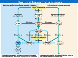 Active and passive immunity | PPTX