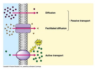 Active Transport Labeled Diagram