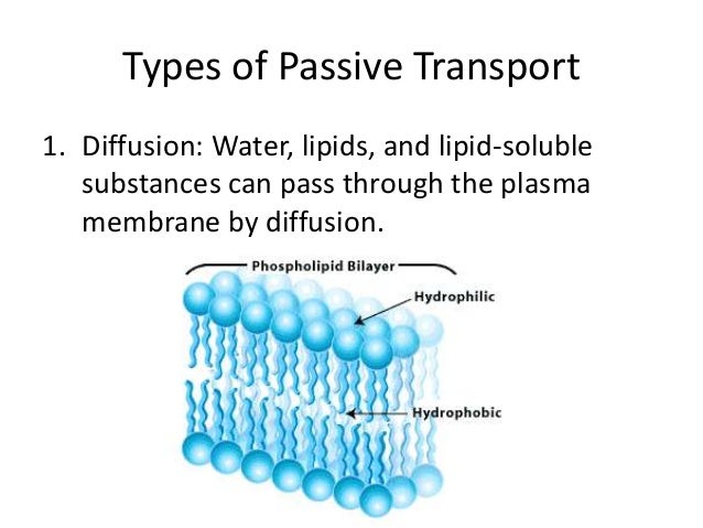 types of passive transport