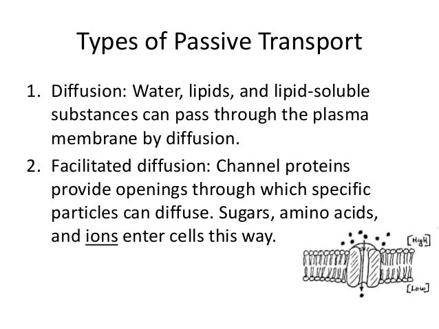types of passive transport