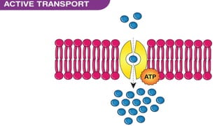 Active and passive transport.pptx in cell biology | PPTX
