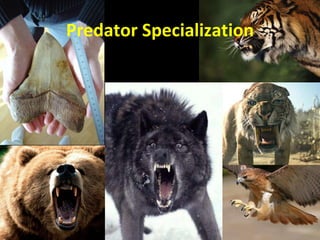 Active Defense and Predator Specialization | PPT