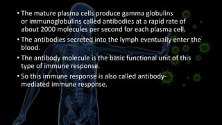 • The mature plasma cells produce gamma globulins
or immunoglobulins called antibodies at a rapid rate of
about 2000 molecules per second for each plasma cell.
• The antibodies secreted into the lymph eventually enter the
blood.
• The antibody molecule is the basic functional unit of this
type of immune response.
• So this immune response is also called antibody-
mediated immune response.
 
