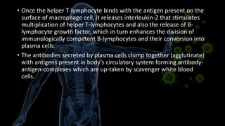 • Once the helper T-lymphocyte binds with the antigen present on the
surface of macrophage cell, it releases interleukin-2 that stimulates
multiplication of helper T-lymphocytes and also the release of B-
lymphocyte growth factor, which in turn enhances the division of
immunologically competent B-lymphocytes and their conversion into
plasma cells.
• The antibodies secreted by plasma cells clump together (agglutinate)
with antigens present in body’s circulatory system forming antibody-
antigen-complexes which are up-taken by scavenger white blood
cells.
 