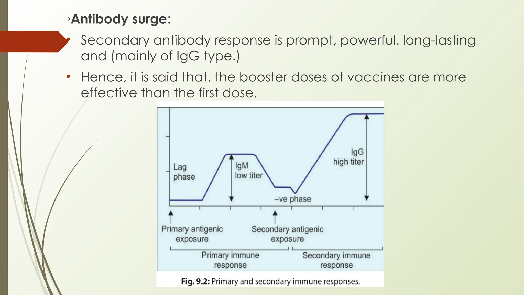 ◦Antibody surge:
• Secondary antibody response is prompt, powerful, long-lasting
and (mainly of IgG type.)
• Hence, it is said that, the booster doses of vaccines are more
effective than the first dose.
 