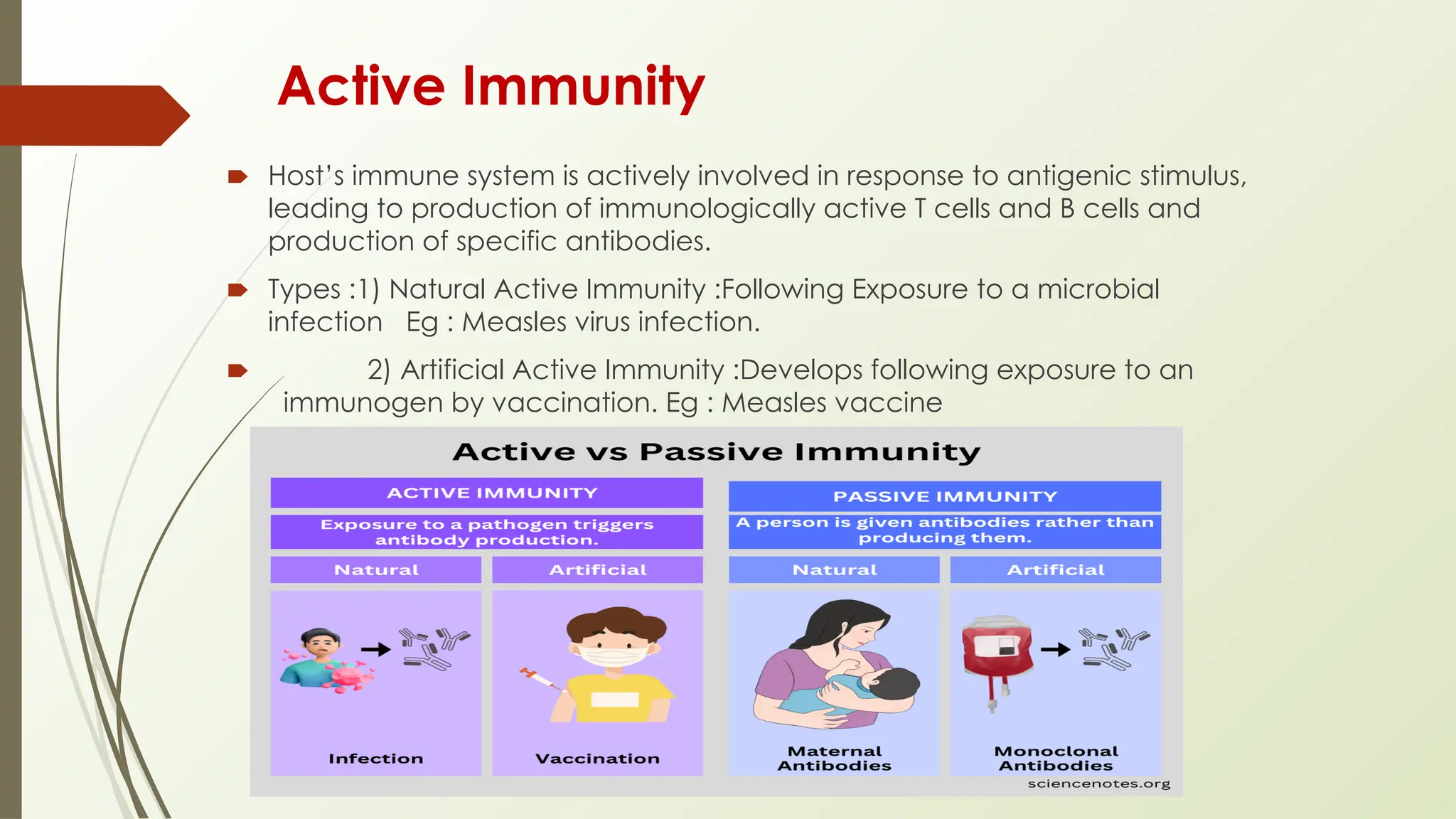 Active Immunity
🠶 Host’s immune system is actively involved in response to antigenic stimulus,
leading to production of immunologically active T cells and B cells and
production of specific antibodies.
🠶 Types :1) Natural Active Immunity :Following Exposure to a microbial
infection Eg : Measles virus infection.
🠶 2) Artificial Active Immunity :Develops following exposure to an
immunogen by vaccination. Eg : Measles vaccine
 