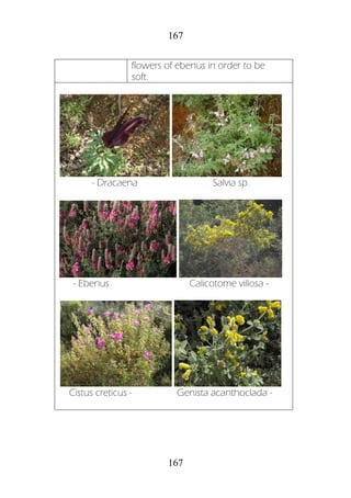 167
167
flowers of ebenus in order to be
soft.
- Dracaena Salvia sp.
- Ebenus Calicotome villosa -
Cistus creticus - Genista acanthoclada -
 