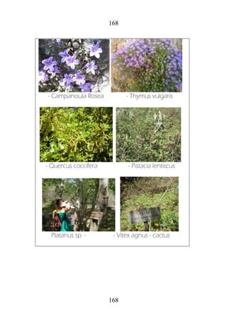 168
168
- Campanoula Rosea - Thymus vulgaris
- Quercus coccifera - Pistacia lentiscus
Platanus sp. - - Vitex agnus - cactus
 