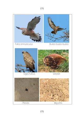 171
171
Falco tinnunculus Buteo buteo buteo
Gyps fulvus weasel
- Perotis Big ants
 