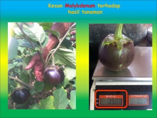Kesan Molybdenum terhadap
hasil tanaman
 