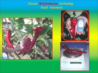 Kesan Molybdenum terhadap
hasil tanaman
 