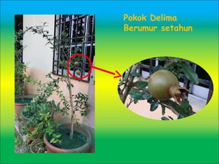 Pokok Delima
Berumur setahun
 