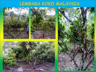 LEMBAGA KOKO MALAYSIA
 
