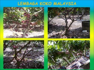 LEMBAGA KOKO MALAYSIA
 