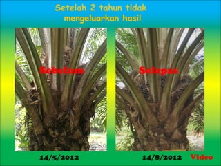 Sebelum Selepas
14/5/2012 14/8/2012
Setelah 2 tahun tidak
mengeluarkan hasil
Video
 