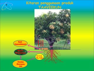 Micro-
Organisma
Enzim
Hormon
Dll
Kitaran penggunaan produk
TAAVEEKUN
Soil
Amendment
N, P, K,
Mg, B,Te
 