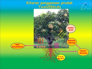 Soil
Amendment
Kitaran penggunaan produk
TAAVEEKUN
N, P, K,
Mg, B,Te
Enzim
Hormon
Amino
Acid
Nutrien
diserap
 