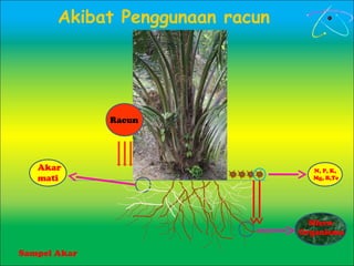 Micro-
Organisma
Racun
Akar
mati
Akibat Penggunaan racun
N, P, K,
Mg, B,Te
Sampel Akar
 