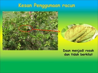 Kesan Penggunaan racun
Daun menjadi rosak
dan tidak berkilat
 