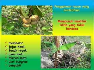  membazir
 jejas hasil
 tanah rosak
 akar mati
 microb mati
 ulat bungkus
 penyakit
Penggunaan racun yang
berlebihan
Membunuh makhluk
Allah yang tidak
berdosa
 