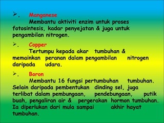 . Manganese
Membantu aktiviti enzim untuk proses
fotosintesis, kadar penyejatan & juga untuk
pengambilan nitrogen.
. Copper
Tertumpu kepada akar tumbuhan &
memainkan peranan dalam pengambilan nitrogen
daripada udara.
. Boron
Membantu 16 fungsi pertumbuhan tumbuhan.
Selain daripada pembentukan dinding sel, juga
terlibat dalam pembungaan, pendebungaan, putik
buah, pengaliran air & pergerakan hormon tumbuhan.
Ia diperlukan dari mula sampai akhir hayat
tumbuhan.
 