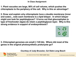 © 2015 American Society of Plant Biologists
In Class Assignment
1. Plant vacuoles are large, 90% of cell volume, which pushes the
chloroplasts to the periphery of the cell. Why is this an advantage?
2. Draw and explain why chloroplasts have a double membrane (inner
and outer)…note each membrane is a lipid bilayer. In which bilayer
might one look for peptidoglycan? It turns out that glaucophytes (a
type of freshwater algae) do retain a peptidoglycan layer. Why is this
strong evidence in support of endosymbiosis?
3. Chloroplast genomes are small (~145 kb). Where did most of the
genes in the original photosynthetic prokaryote go?
Courtesy of Judy Brusslan, Cal State Long Beach
 