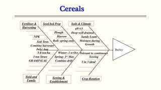 Cereals
Barley
pH 6.5
Moisture during
Growth
Sandy Loam
Deep well drained
Tolerant to continuous
Sowing
Roll- spring only
5-8 ton/ha
3 ton Straw
Soils & Climate
Crop Rotation
Sowing &
Establishment
Seed bed Prep
Fertiliser &
Harvesting
Yield and
Family
Winter- 1 st Oct
Spring- 1st Mar.
1 in 3 ideal
Combine harvester
July/ Aug
Soil Tests
NPK Harrow
Plough
Combine drill
GRAMINEAE
 
