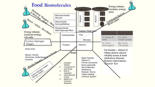 Growth & repair of cells-
Myosin, Keratin
Hormones, Antibodies,
enzymes
Carbon Hydrogen
Oxygen
Fat Soluble – Vitamin D
•Helps absorb calcium
•Healthy bones & teeth
•Deficiency Disease-
Rickets/ osteomalacia
•Source= Sun
Water Soluble-
Vitamin C-
•Forms connective
tissue especially
skin & Muscles.
•Deficiency
Disease- Scurvy
•Helps Healing
•Immune System
Fats
Vitamins
Proteins
Carbohydrates
Food Biomolecules
Glycerol
Monosaccharide-
Glucose
Carbon Hydrogen
Oxygen
Amino Acid
Minerals
Disaccharide-
Sucrose/Maltose
Polysaccharide-
Starch/gylcogen/fibre
FA
1
FA
2
FA
3
FA
2
FA
1
Glycerol
P
Animals Plants
Ca- Bones &
teeth
Ca- forms
middle Lamella
Fe- forms
Haemoglobin
Mg- Forms
Chlorophyll
Water
Triglyceride
Phospholipi
d
1. Excellent
Solvent
2. Component of
body fluids.
3. Bulk of
cytoplasm
4. Good absorber
of heat
5. Medium for
Chemical
Reactions
Energy release,
insulates, energy
store
Energy release,
produces energy,
cell walls
 