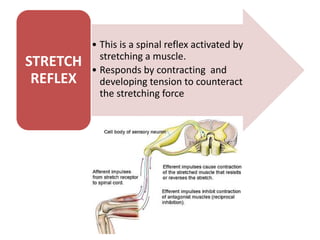 • This is a spinal reflex activated by
stretching a muscle.
• Responds by contracting and
developing tension to counteract
the stretching force
STRETCH
REFLEX
 
