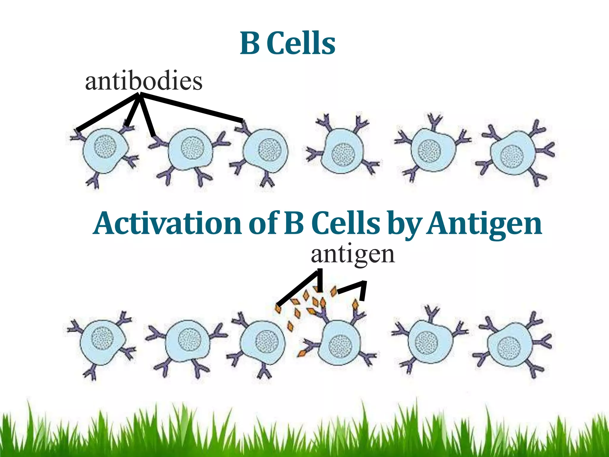 Active and passive immunity ppt