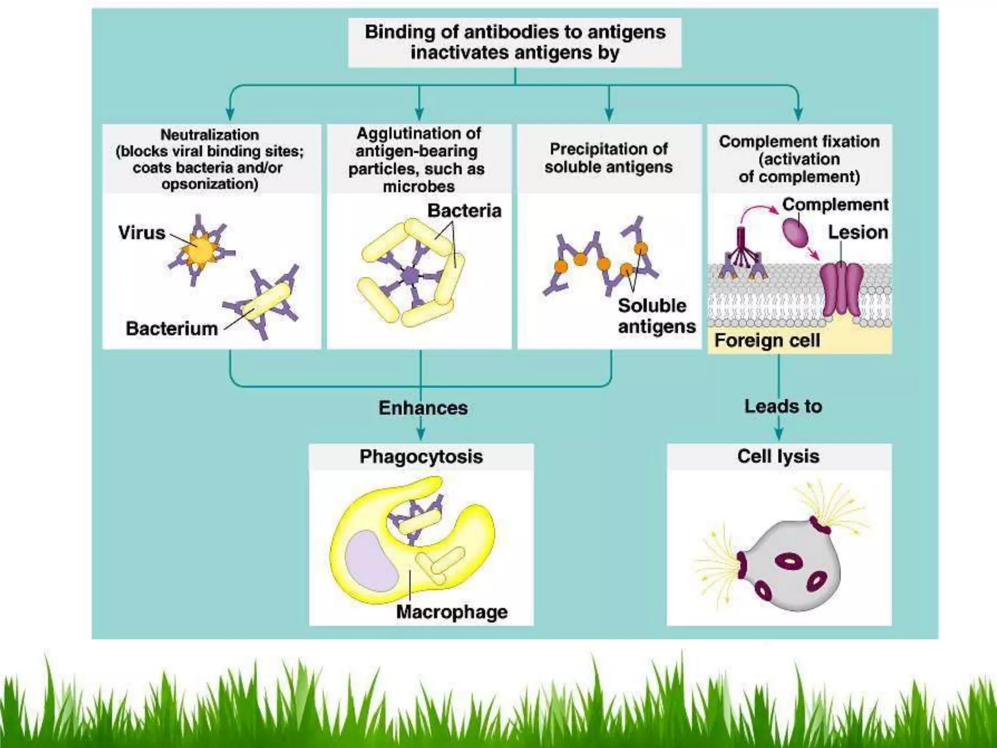 Active And Passive Immunity PPTX Infectious Diseases Diseases And Active and passive immunity pptx infectious diseases diseases and