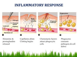 INFLAMMATORY RESPONSE
Histamine &
prostaglandins
released
Capillaries dilate
Clotting begins
Chemotactic factors
attract phagocytic
cells
Phagocytes
consume
pathogens & cell
debris
 