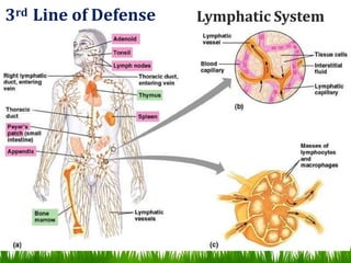 Lymphatic System3rd Line of Defense
 