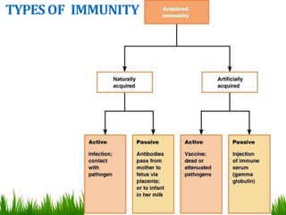 TYPESOF IMMUNITY
 