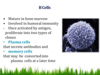 BCells
• Mature in bone marrow
• Involved in humoral immunity
• Once activated by antigen,
proliferate into two types of
clones
• Plasma cells
that secrete antibodies and
• memory cells
that may be convertedinto
plasma cells at a later time
 
