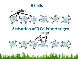 BCells
antibodies
Activationof B CellsbyAntigen
antigen
 