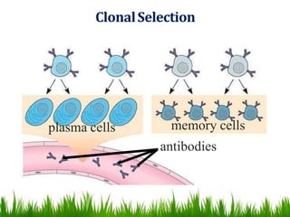 ClonalSelection
plasma cells memory cells
antibodies
 