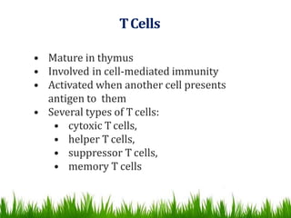 TCells
• Mature in thymus
• Involved in cell-mediated immunity
• Activated when another cell presents
antigen to them
• Several types of T cells:
• cytoxic T cells,
• helper T cells,
• suppressor T cells,
• memory T cells
 