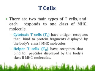 • There are two main types of T cells, and
each responds to one class of MHC
molecule.
– Cytotoxic T cells (TC) have antigen receptors
that bind to protein fragments displayed by
the body’s class I MHC molecules.
– Helper T cells (TH) have receptors that
bind to peptides displayed by the body’s
class II MHC molecules.
T Cells
 
