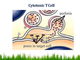 Cytotoxic TCell
perforin
pores in target cell
 